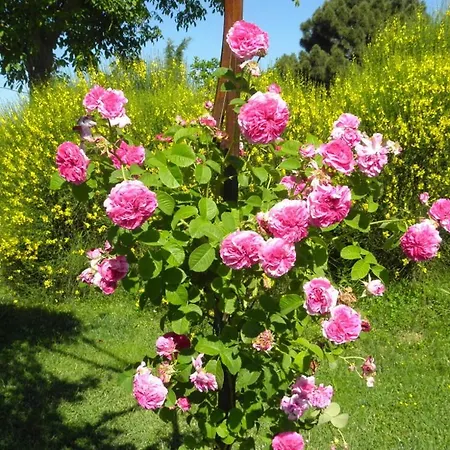Monte Santa Maria Tiberina Sleeps 4 Pool Wifi アパート *