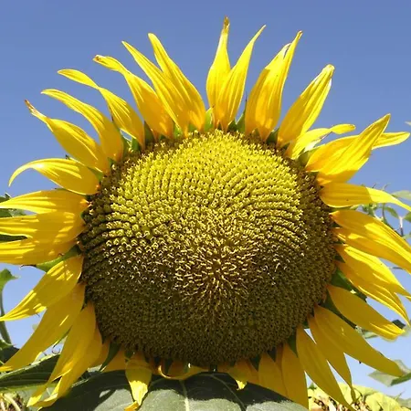 Monte Santa Maria Tiberina Sleeps 4 Pool Wifi